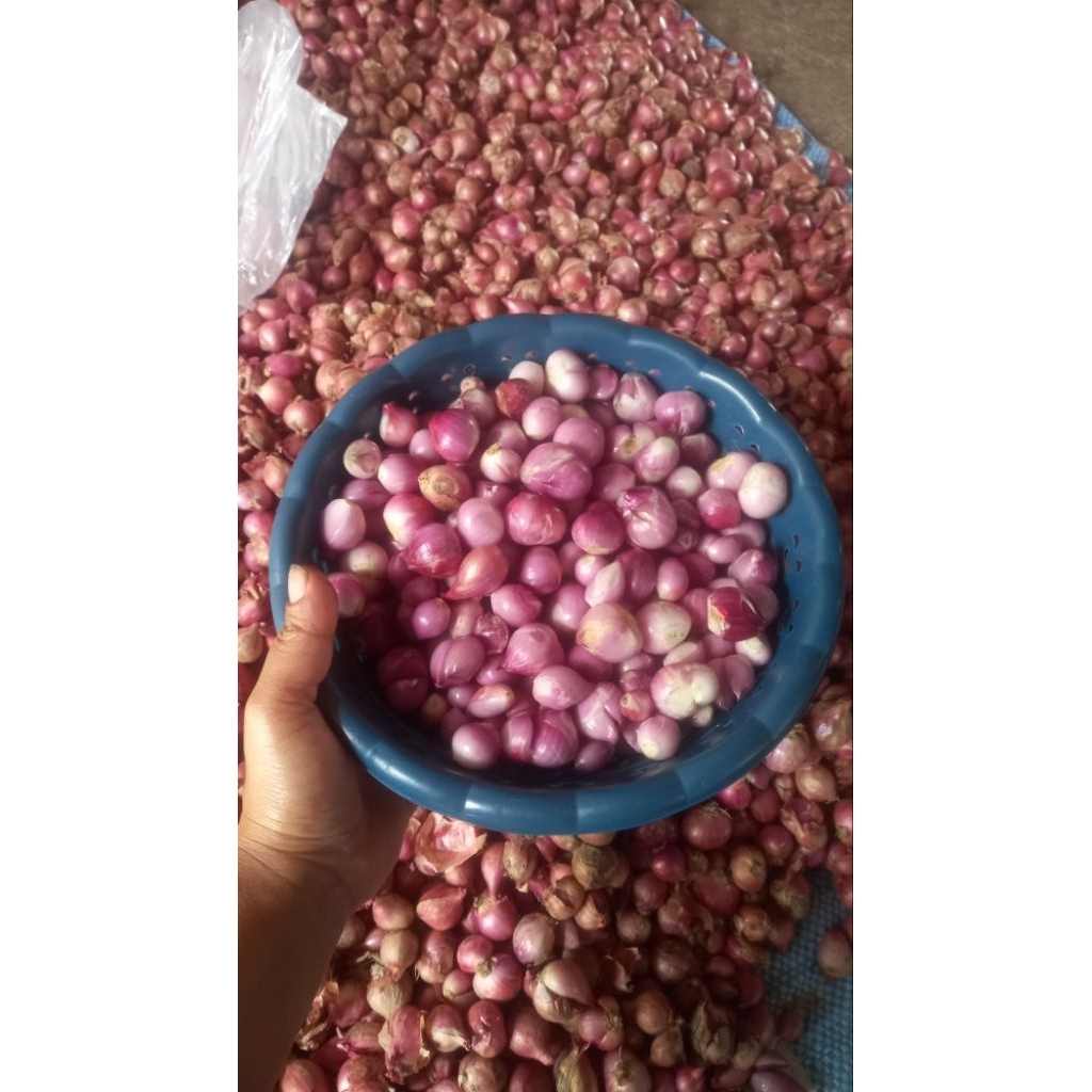 

bawang merah