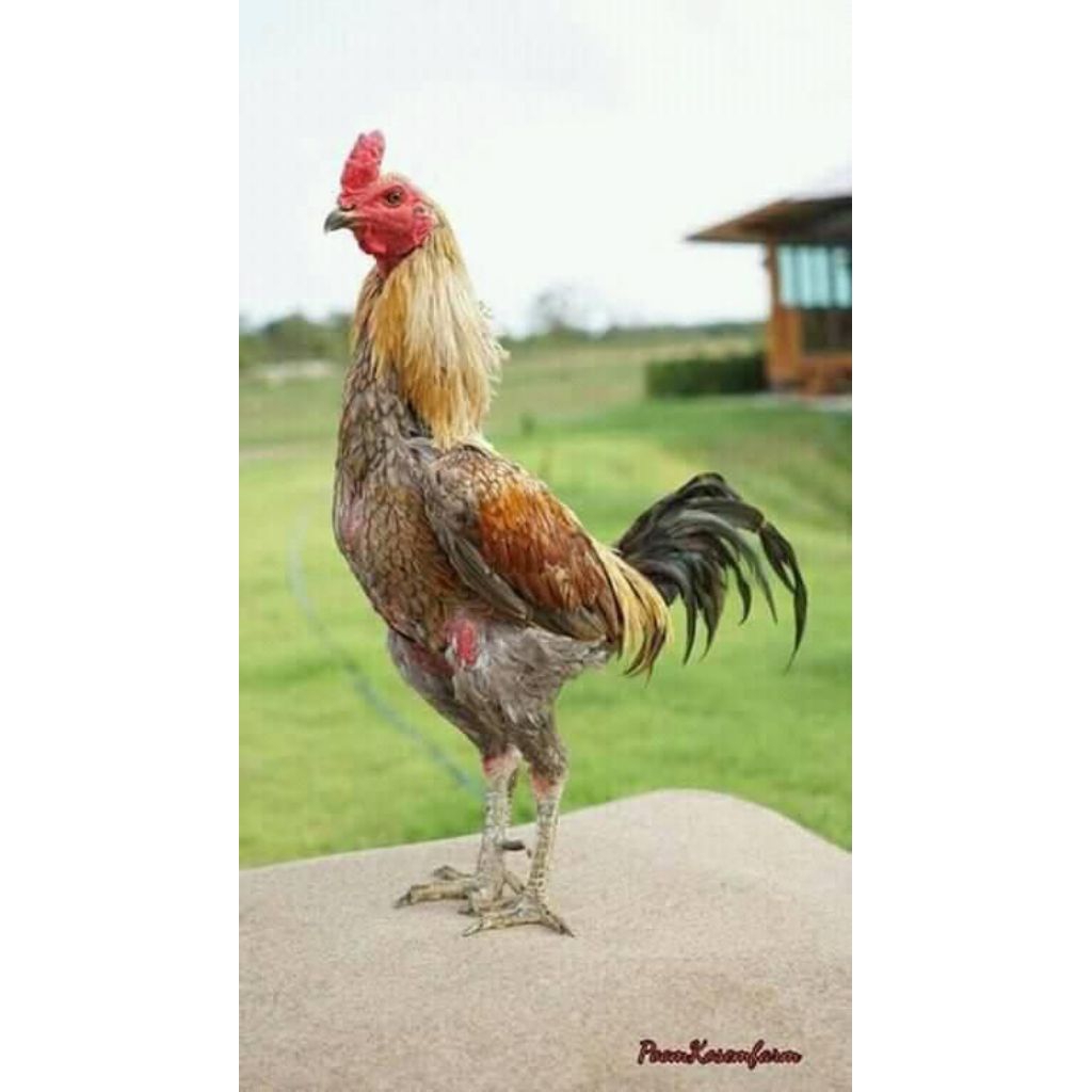 

telor ayam mangon yokere