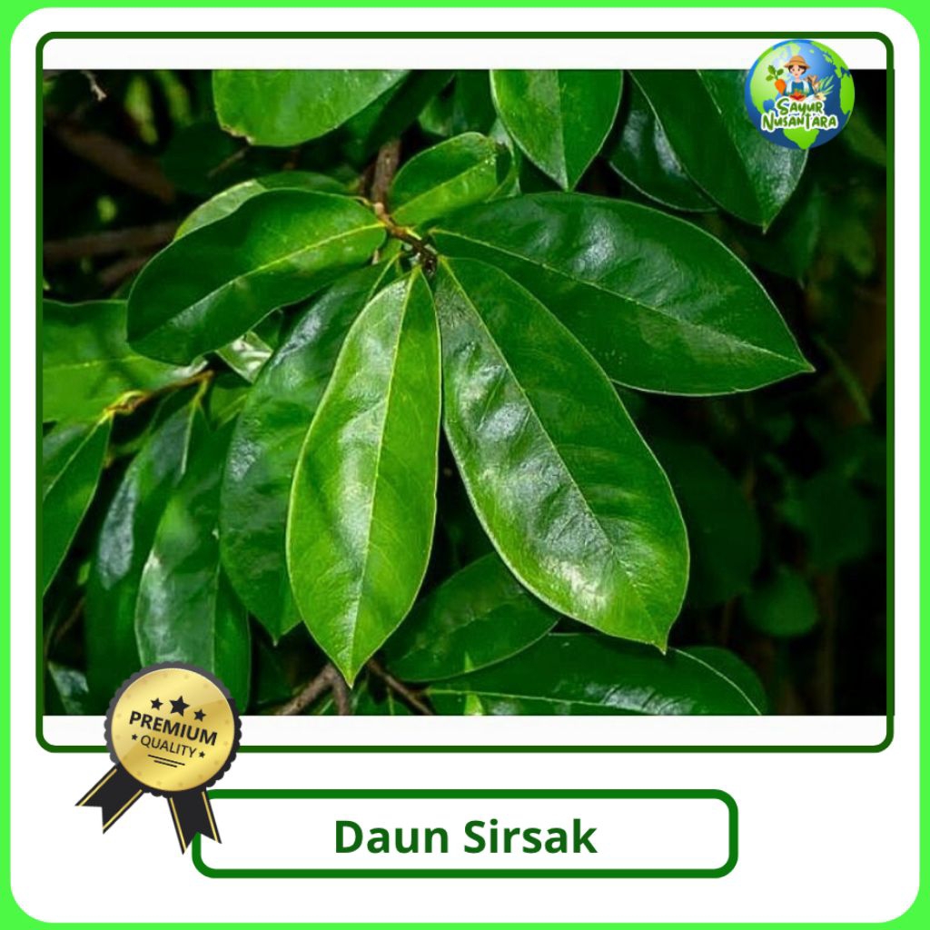 

Daun sirsak kualitas terbaik [100g] termurah bisa COD