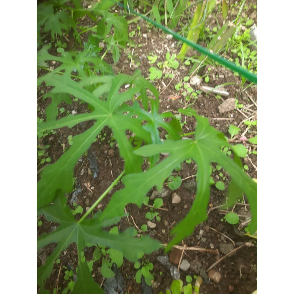 tanaman mustajab herbal/ pohon gedi