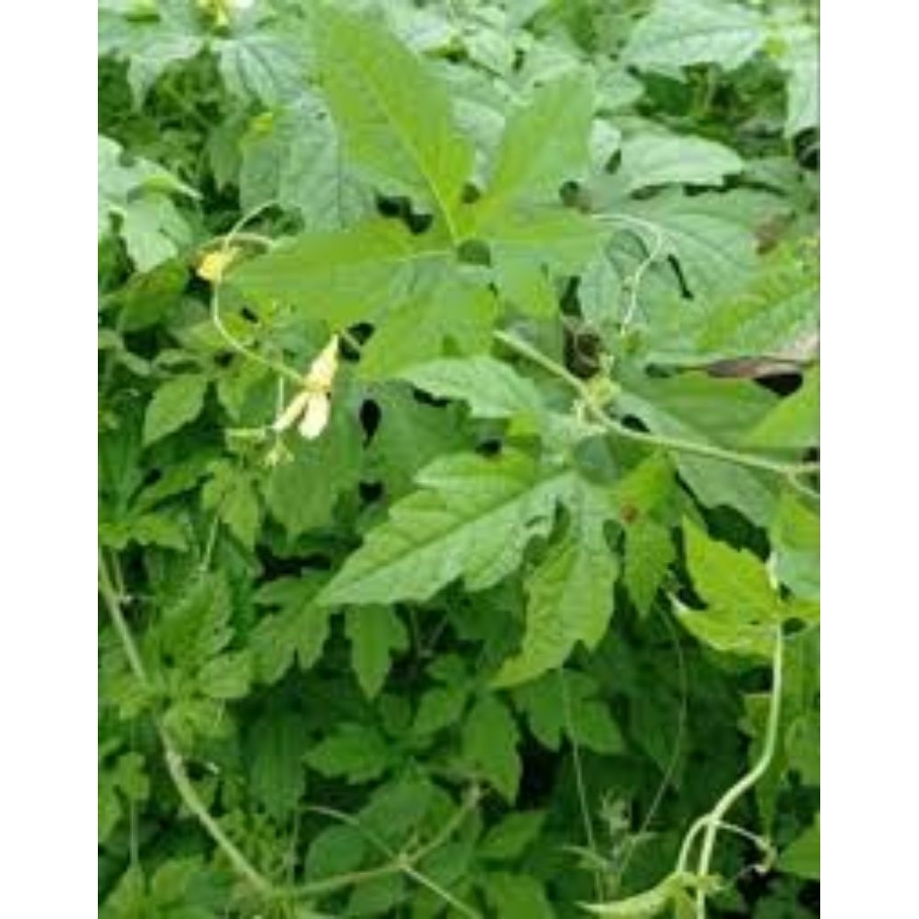 

Daun Kalianra Daun Kelor Laut/Kelor Gunung Termurah per 100 Gram