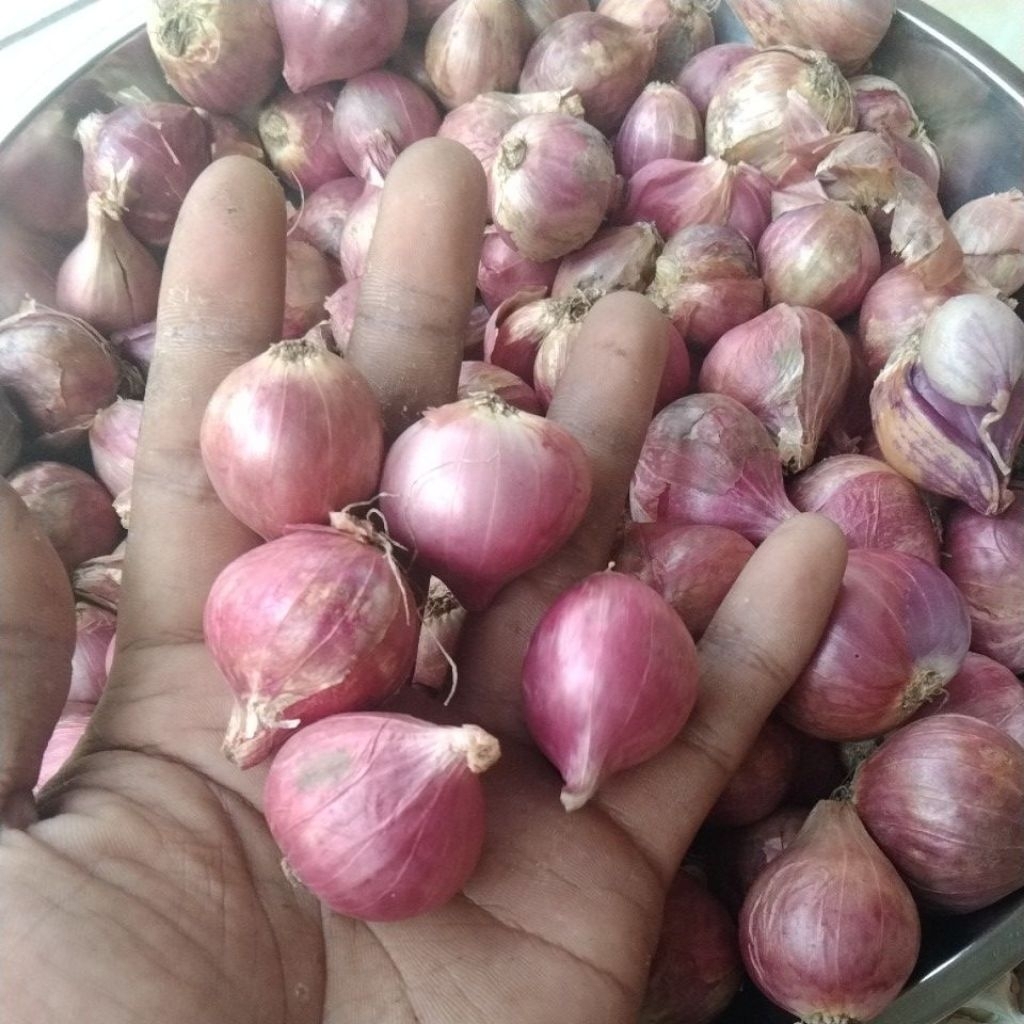 

bawang merah Probolinggo ukuran tanggung kecil 1kg