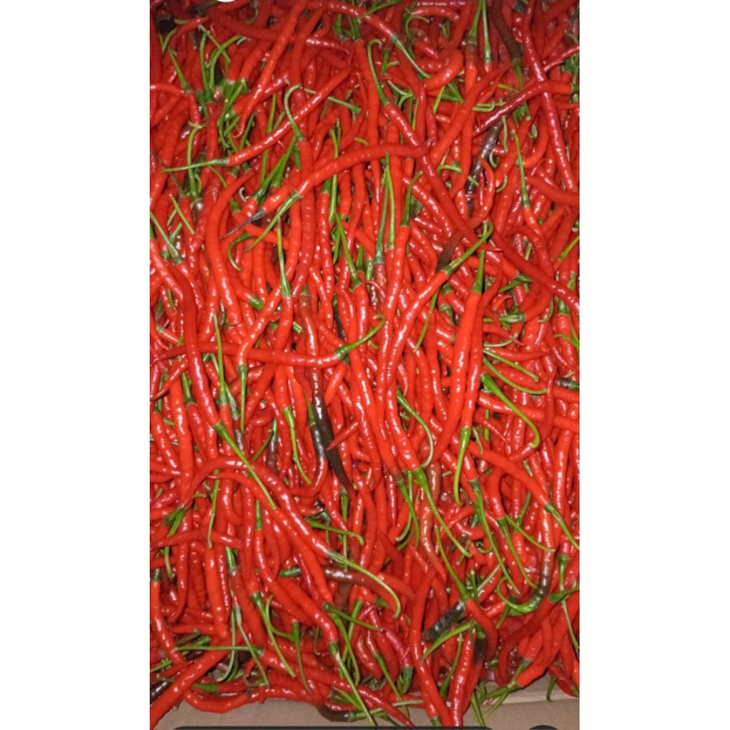 

cabe kriting merah 500 gram