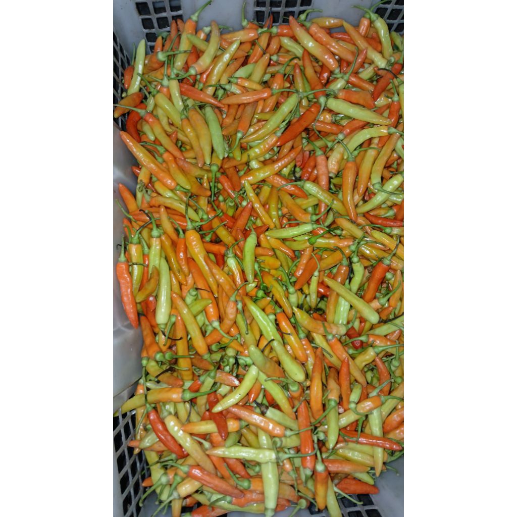 

cabe rawet merah 500gram