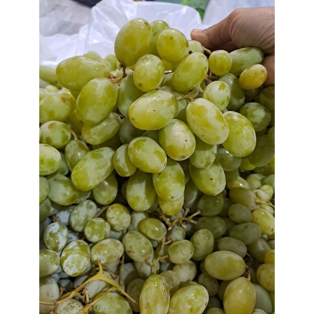 

Buah Anggur hijau calmeria