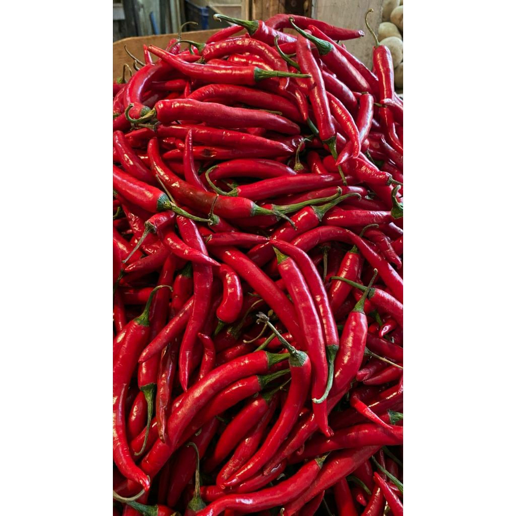 

Cabe/Cabai merah besar fresh kemasan vakum