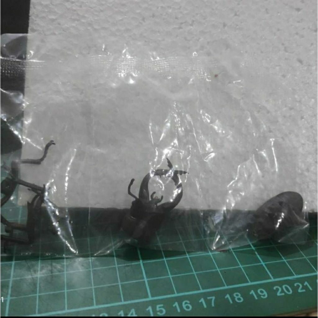 bandai gachapon stag beetle