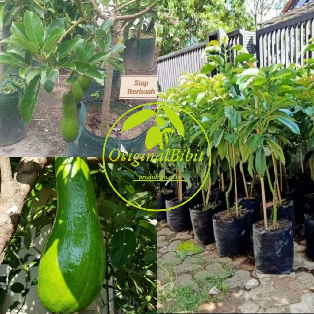 Bibit Alpukat Kelud Super Jumbo Okulasi cepat berbuah