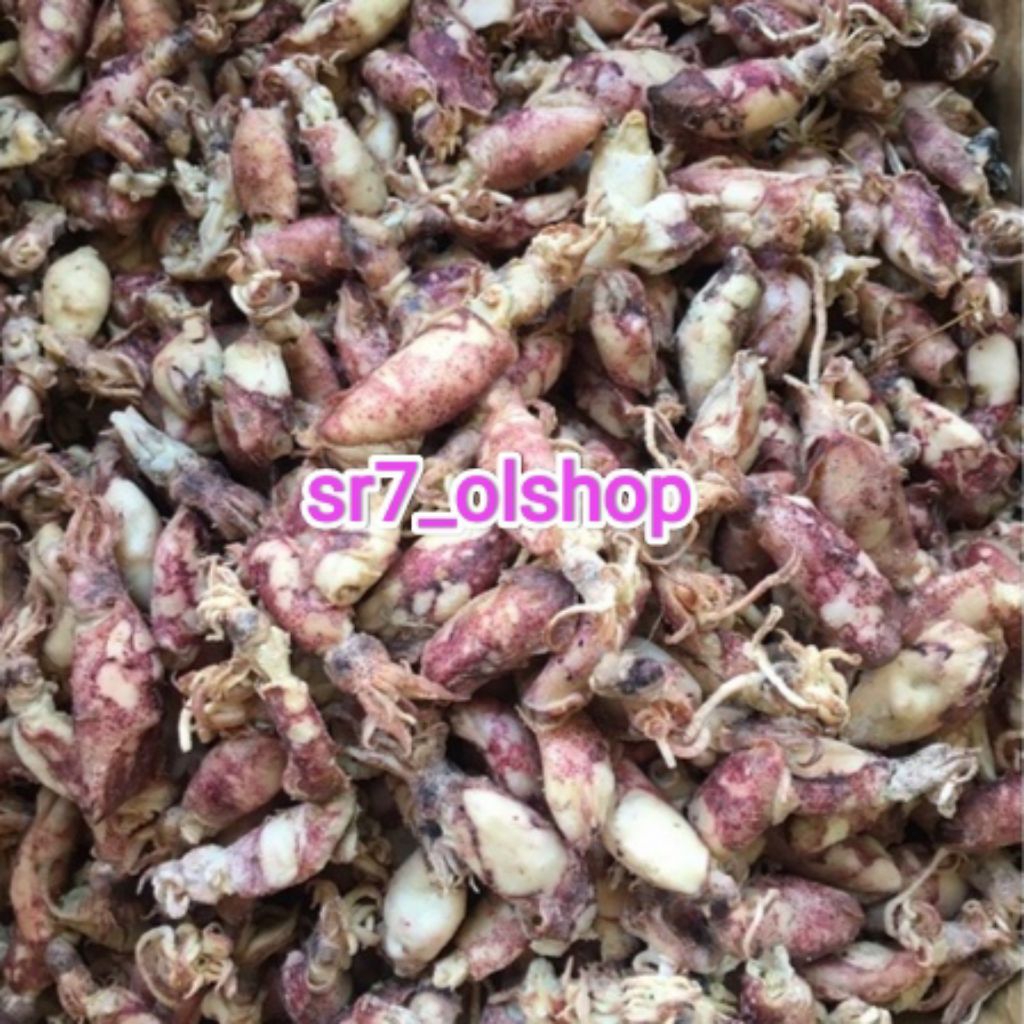 

Cumi Asin Kecil/ Cumi Asin Halus Kering 100gr