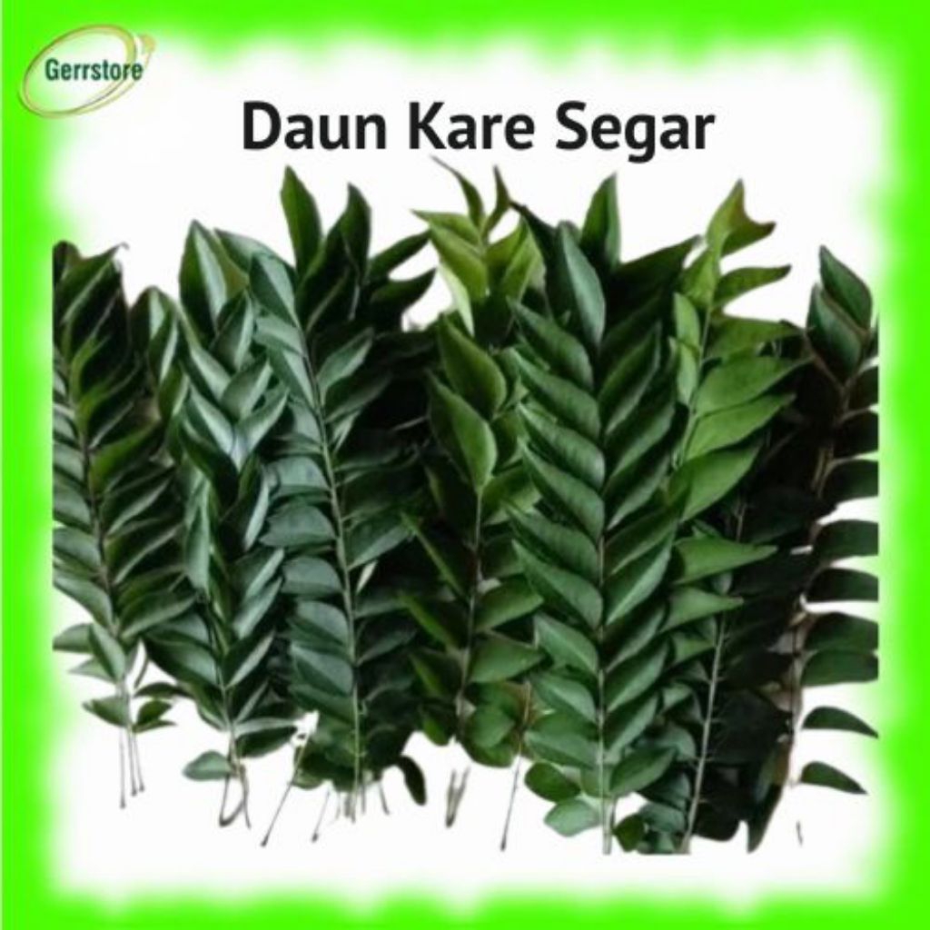 

Daun kari segar | daun kare salam koja daun temurui