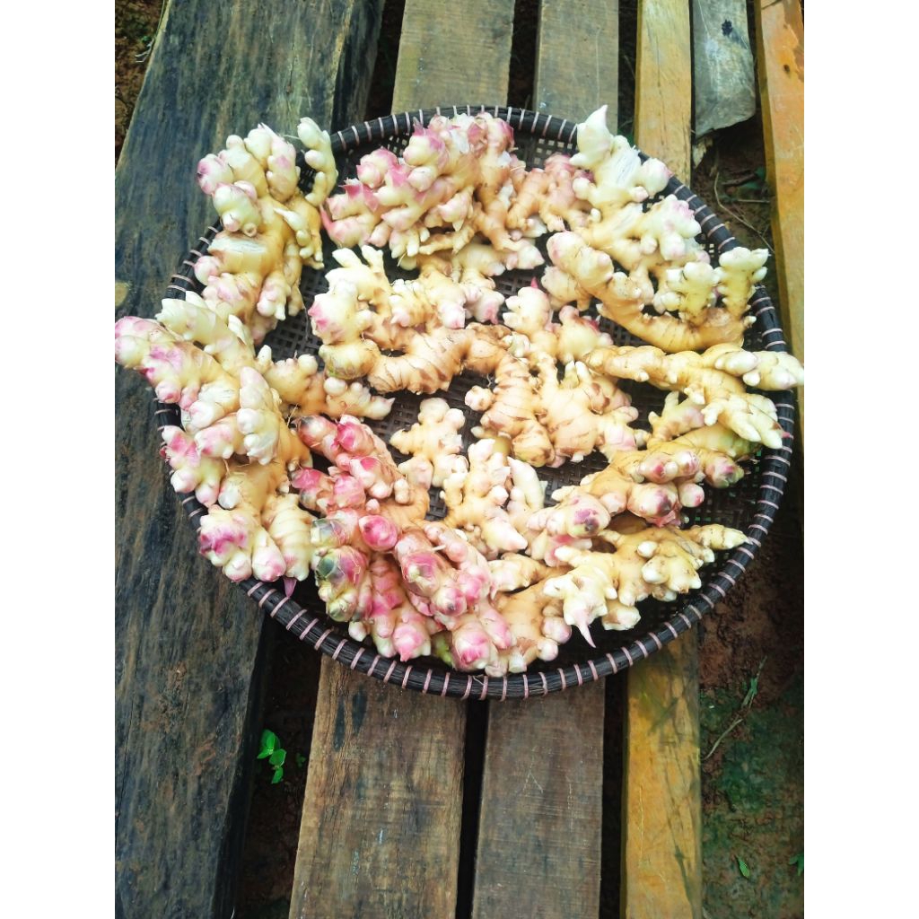 

jahe lokal /paris 1 kg