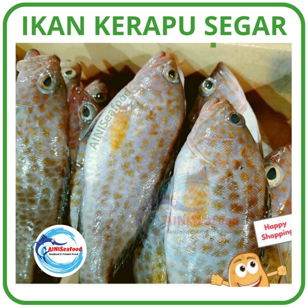 

Ikan Kerapu Laut Fresh Segar Bersih Disiangi Siap Olah Berkualitas Grouper Fish