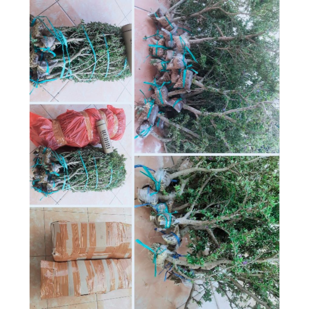 cangkokan Saeng simbur super mikro vietnam