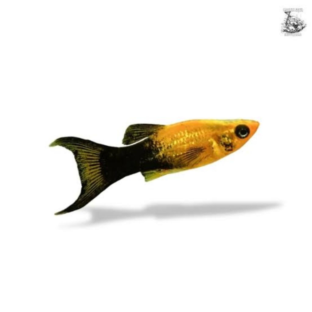 

Stiker golden black cawang