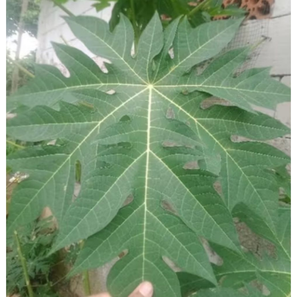 

DAUN PEPAYA TUA 10 PCS, FRES BARU PETIK