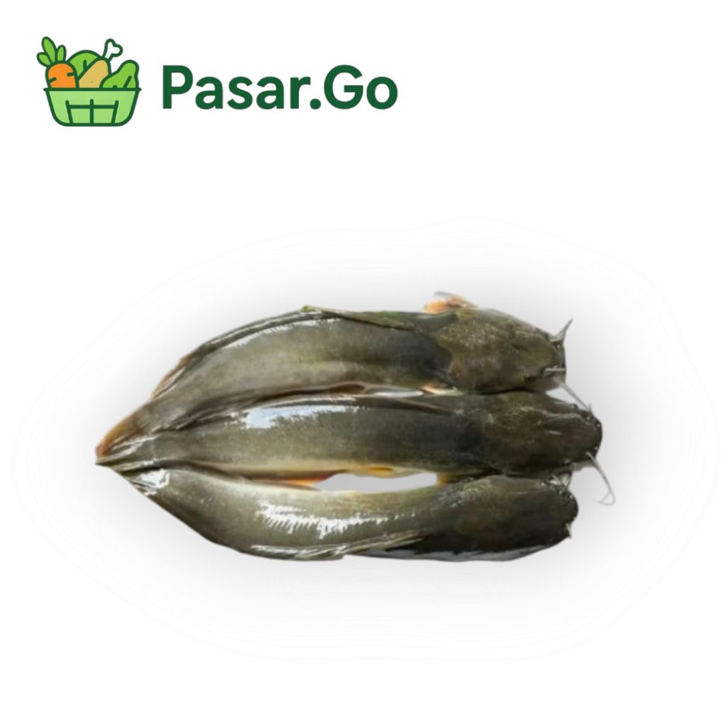 

ikan lele segar 500gr