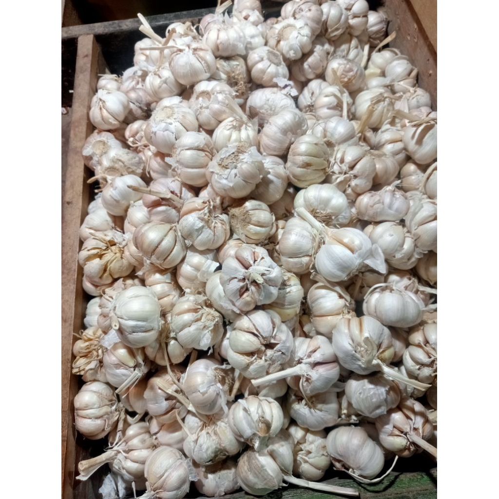 

bawang putih sinco 1kg