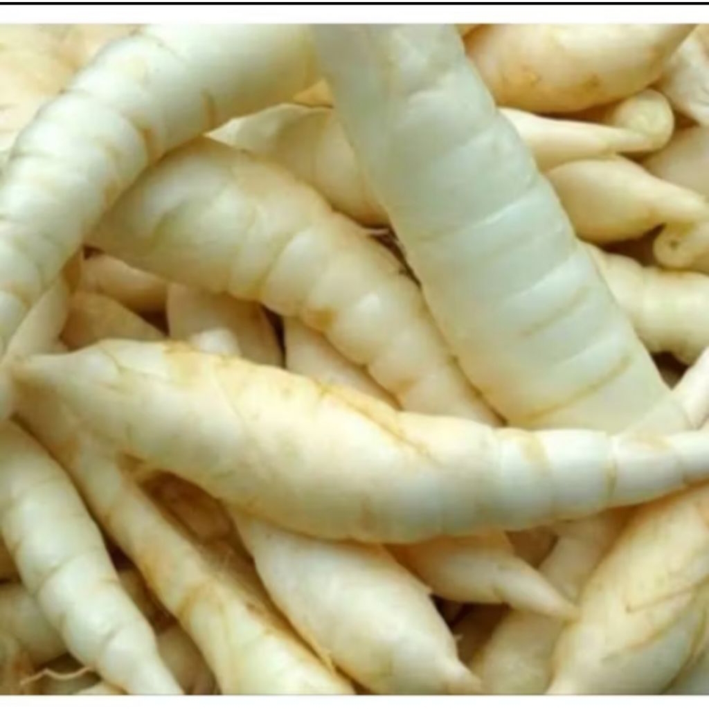 

umbi Garut/ ubi Garut 1 kg,ubi kerut umbi jengkerut untuk obat asam lambung