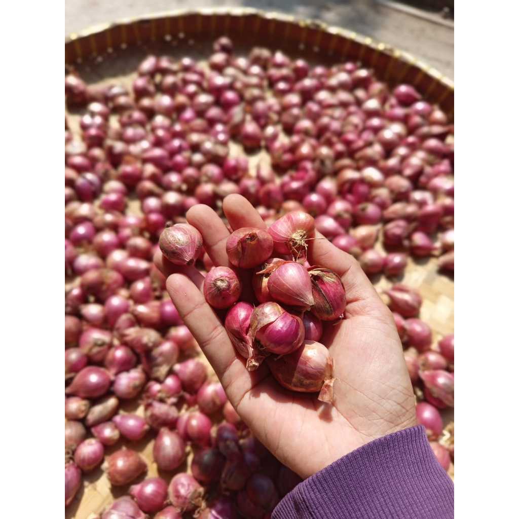 

Bawang Merah campur Tanggung besar garing / kering / brambang super lokal 1 kg