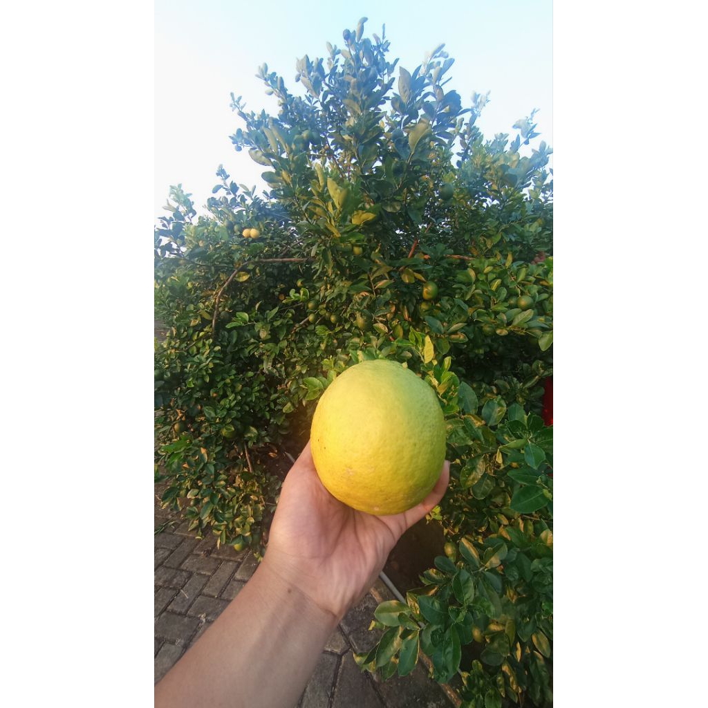 

lemon california 1kg