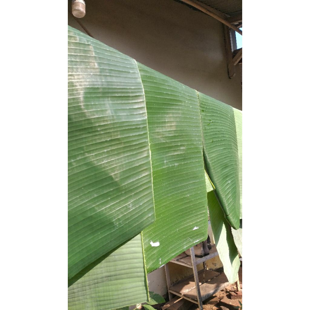 

Daun pisang lebar segar 1 ikat