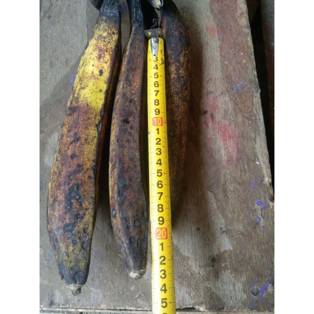 

buah pisang tanduk super