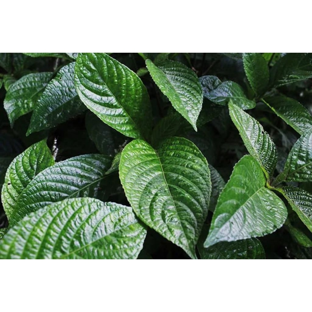 

1 KG Daun Keji Beling Segar / Daun Pecah Beling – Herbal Alami untuk Kesehatan Ginjal & Meluruhkan Batu Ginjal