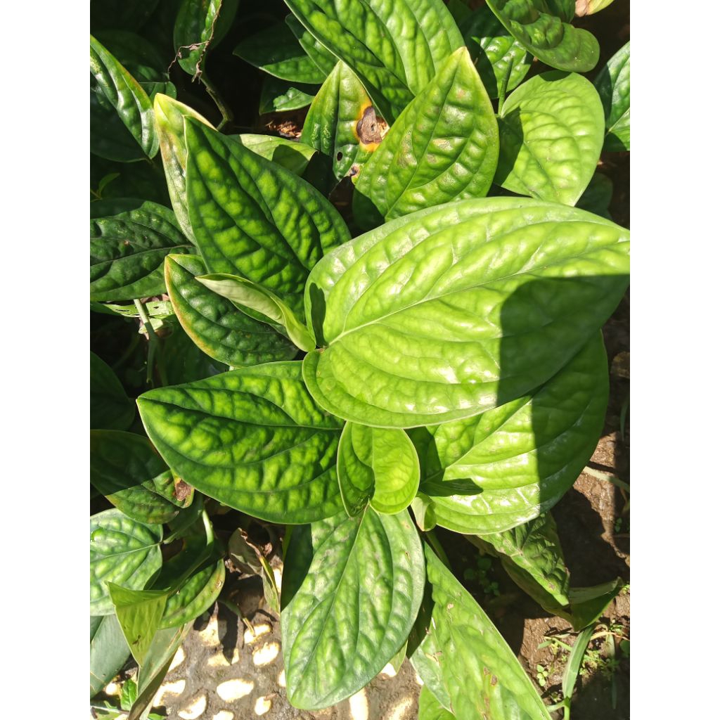 sirih badak daun 5 tanaman sirih badak pohon sirih badak