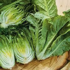 Liceriashop17 Benih Bibit Sayur Lettuce Romaine Paris Island Cos / Selada Romaine