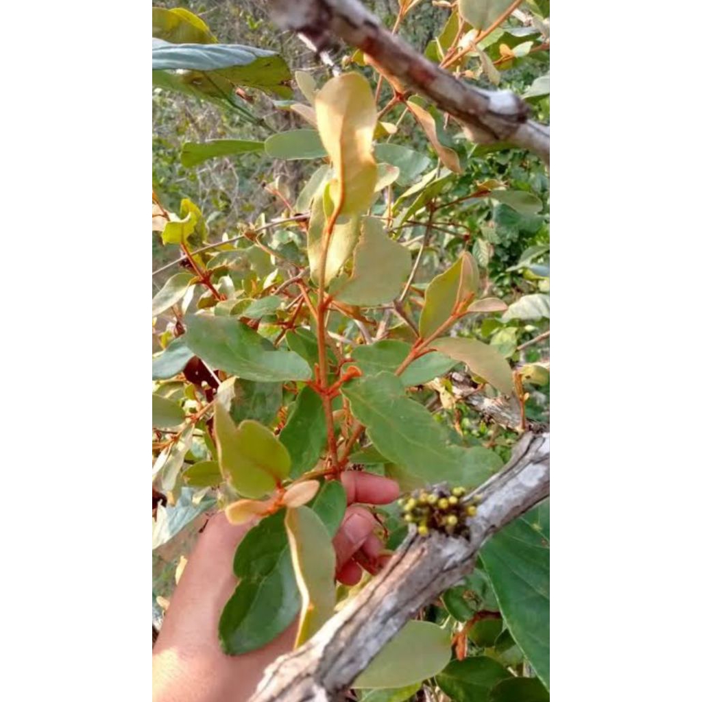 

Kayu singgah-Benalu kopi 500gr