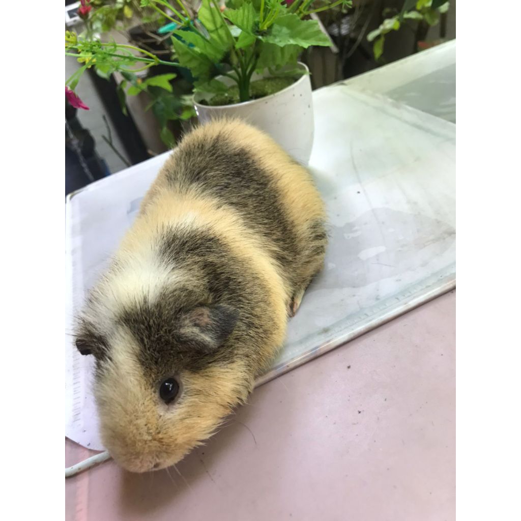 Marmut Hias Guinea pig Teddy Tricolor indukan jantan