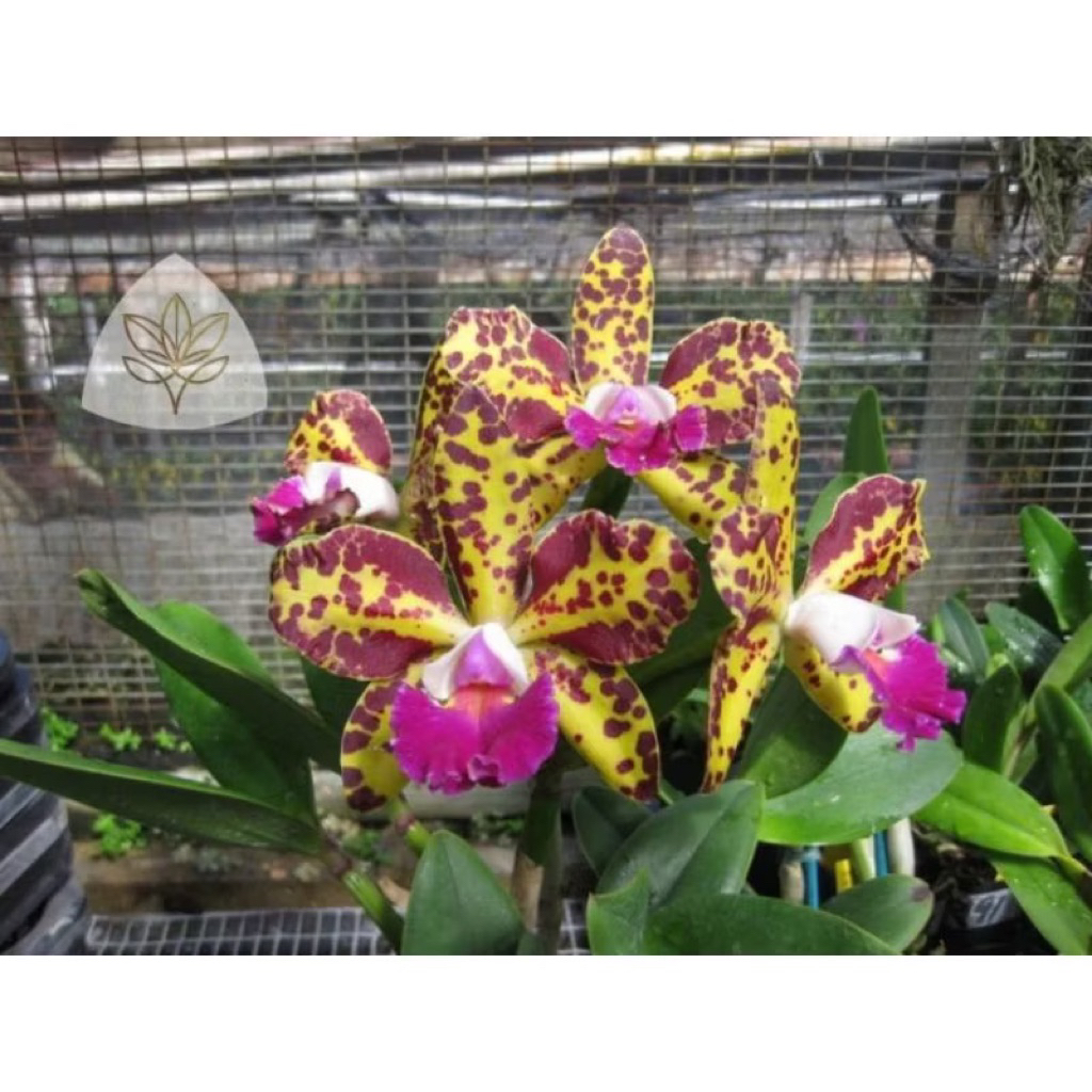 Seedling Anggrek Cattleya Golden Leopard (Rare) - Anggrek Seedling