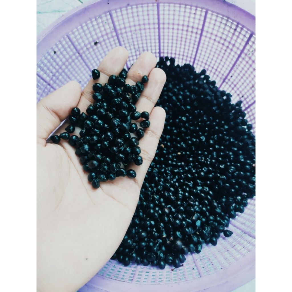 

Klenteng presto/biji kapuk/biji pohon randu siap pakai sudah di olah tinggal pakai