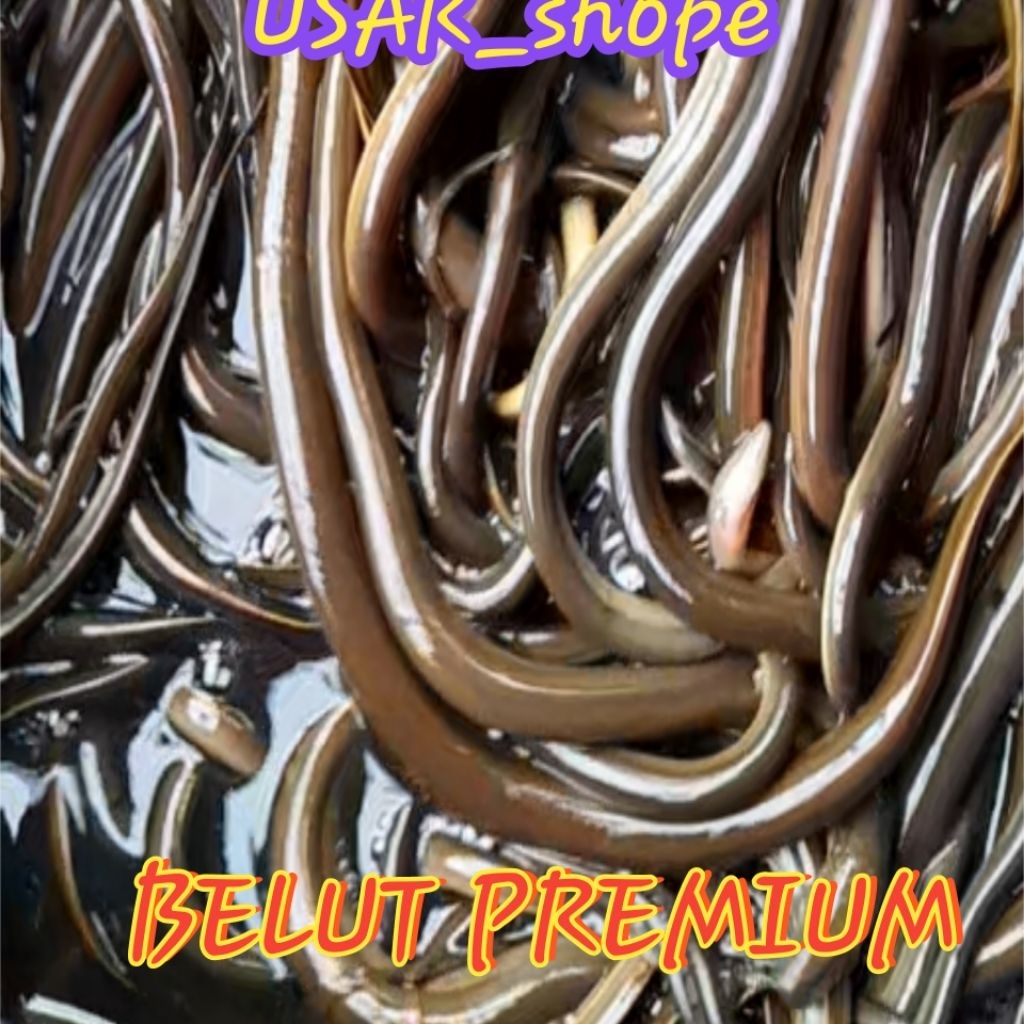 

COD Belut hidup/belut sawah PREMIUM