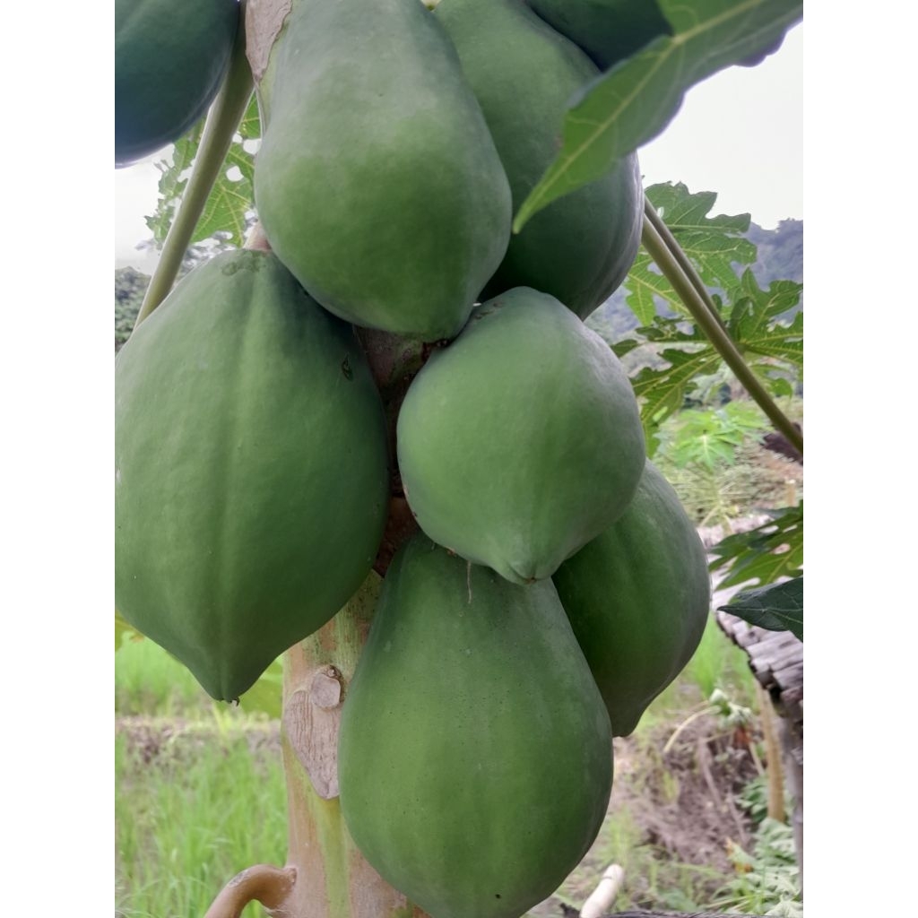 

Buah pepaya 1 buah