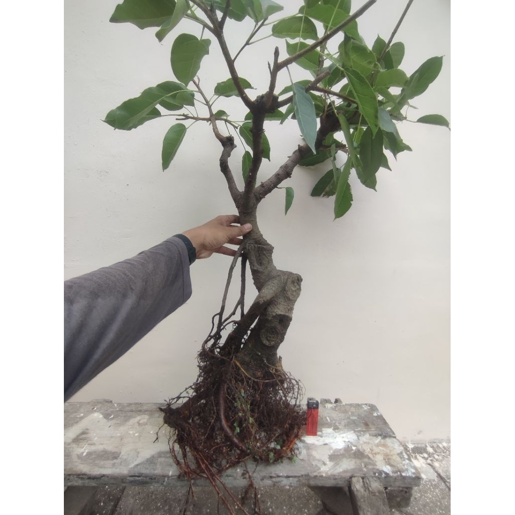 REAL PICT BONSAI BUNUT