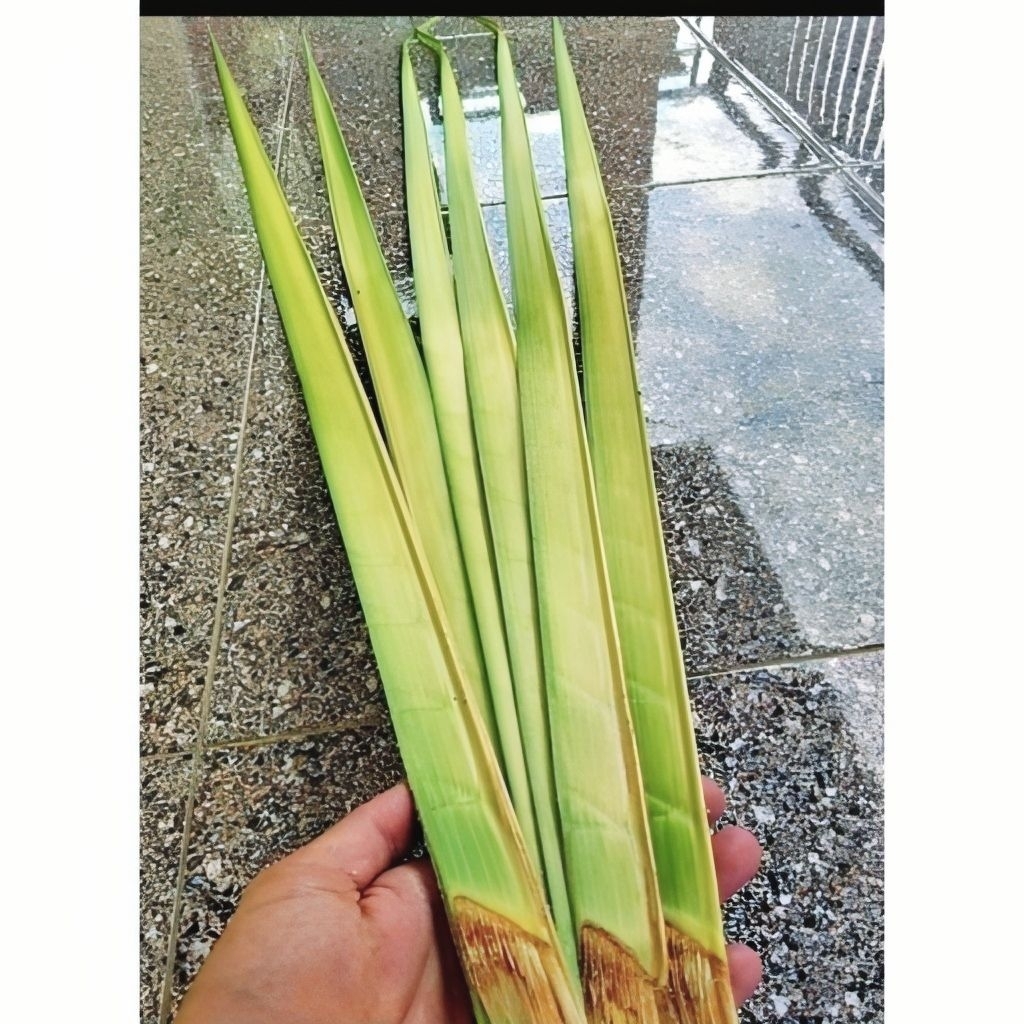 

Daun Kelapa/Janur kuning Bahan ketupat