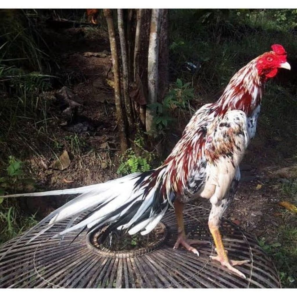 

Telur Ayam Bangkok Blorok Ekor Lidi fertil Buat ditetaskan