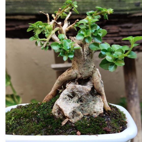 Bonsai mini lucu alami sedang Mengangkangi batu alam