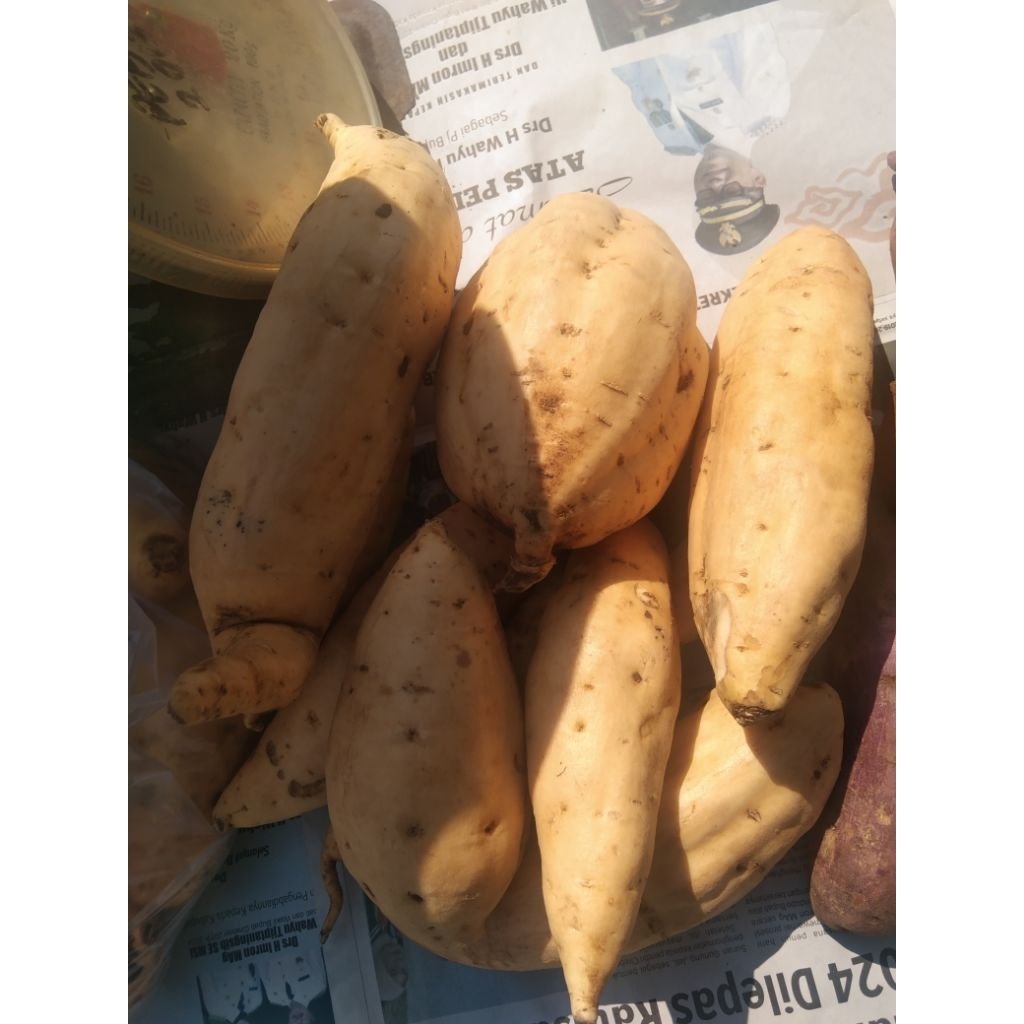 

Ubi Madu Cilembu 1 kg, 500 gr, Harga Petani, Manis Lembut, Bukan Reseller