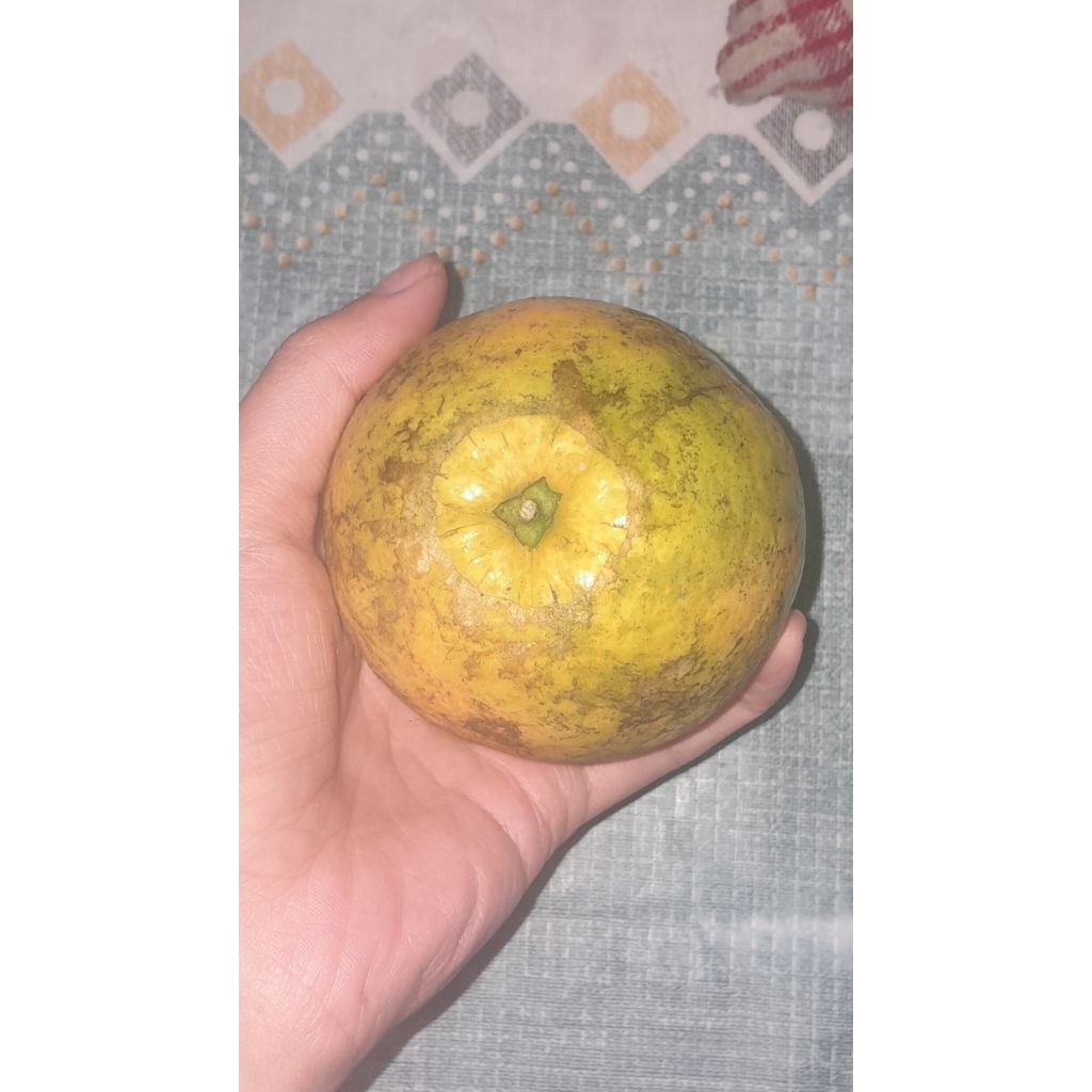 

Jeruk Berastagi Medan Jeruk Manis Khas Berastagi Besar Manis