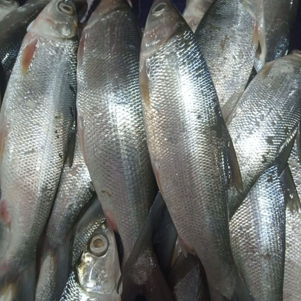 

IKAN BANDENG SEDANG BESAR - 1 KG