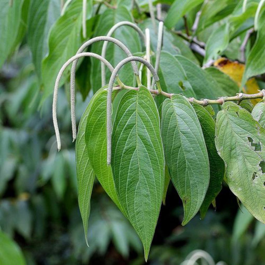 

Daun sirih hutan / 1kg
