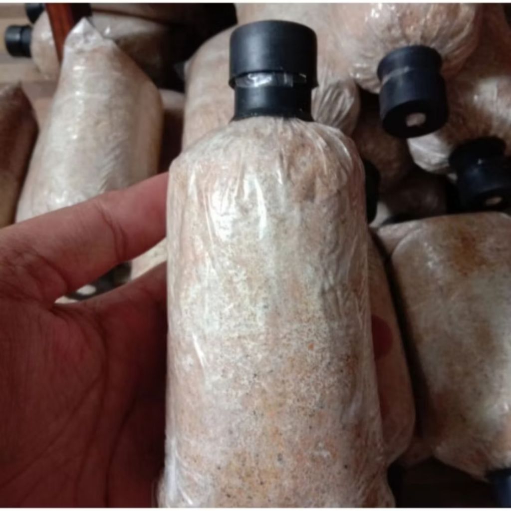 

Baglog Jamur Kuping Mini Murah