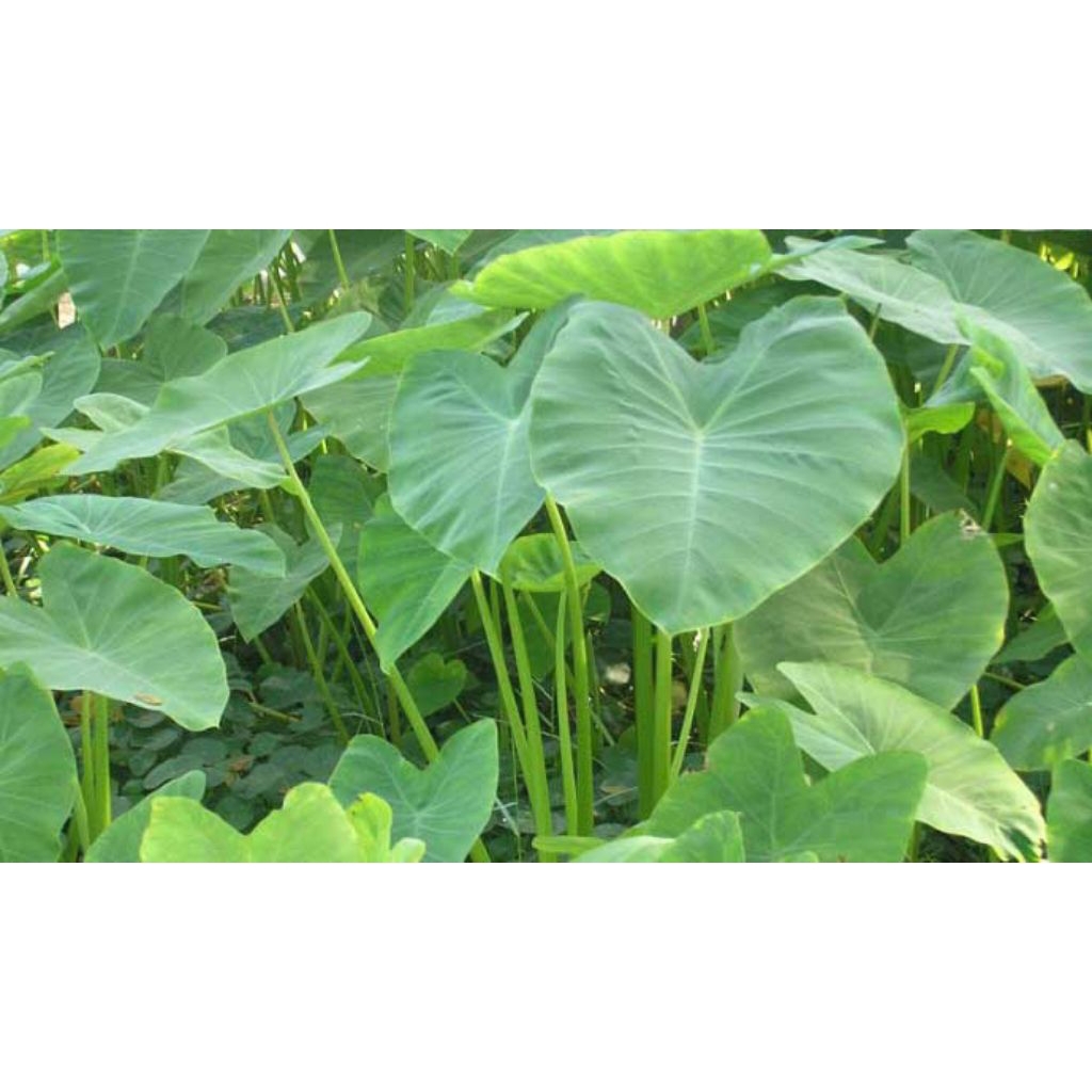

Sayur Lompong segar Per 1 ikat isi 15