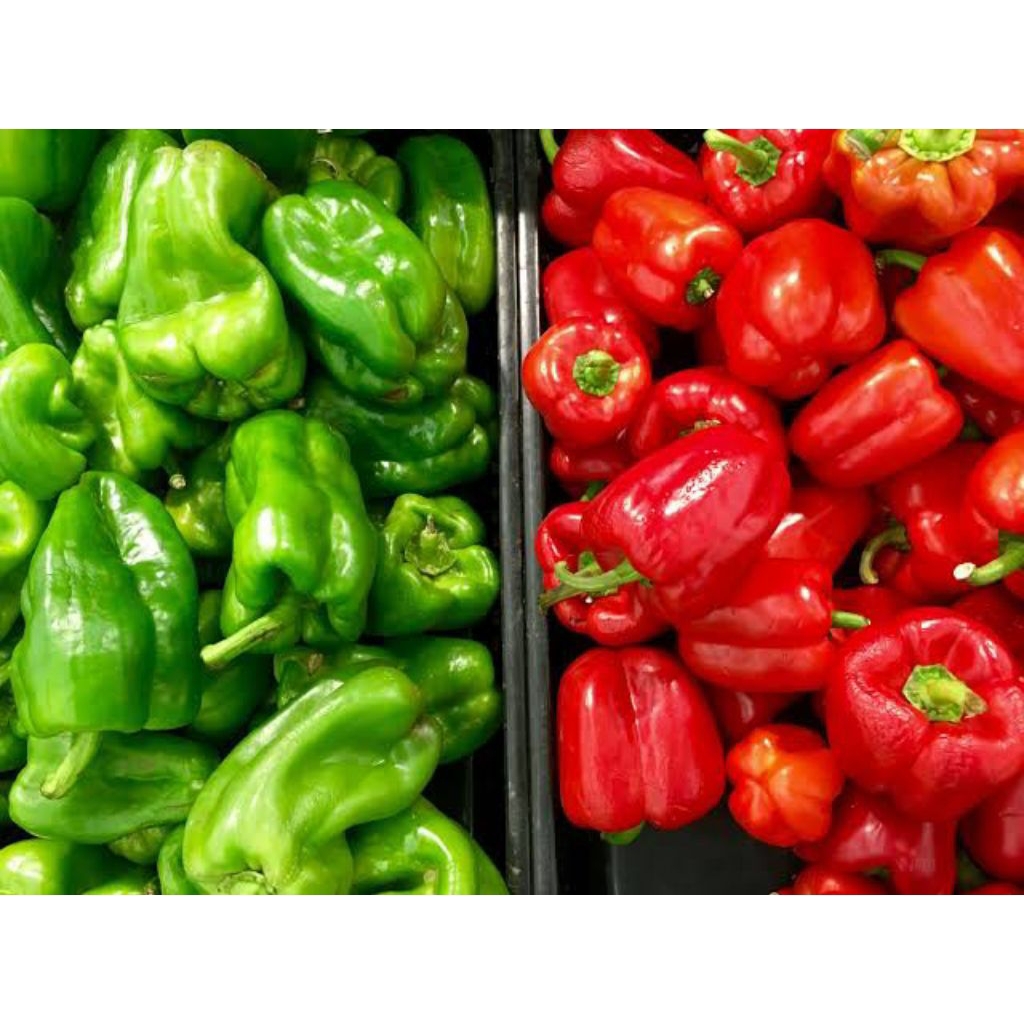 

paprika merah hijau biru merah putih berlubang dll