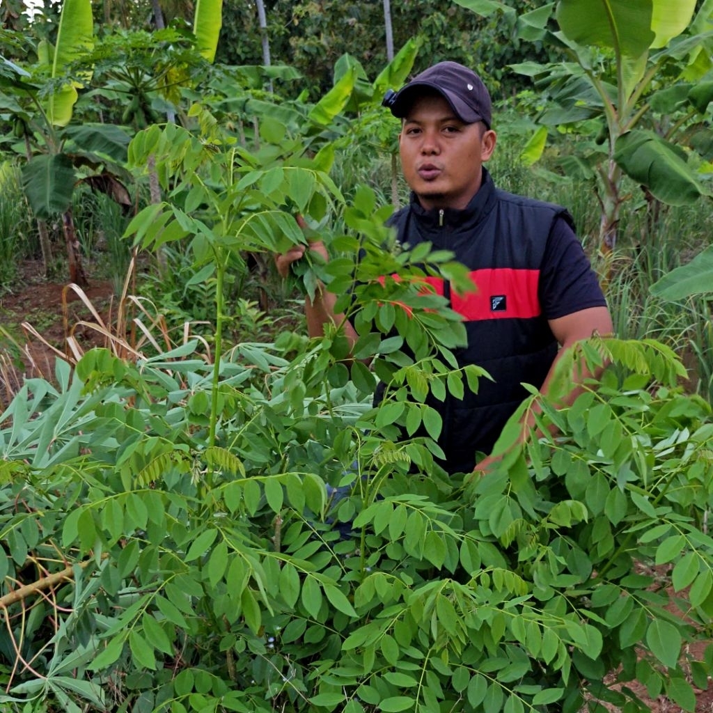 

Daun Ki Hujan | Daun HERBAL Alami Untuk Berbagai Macam Penyakit