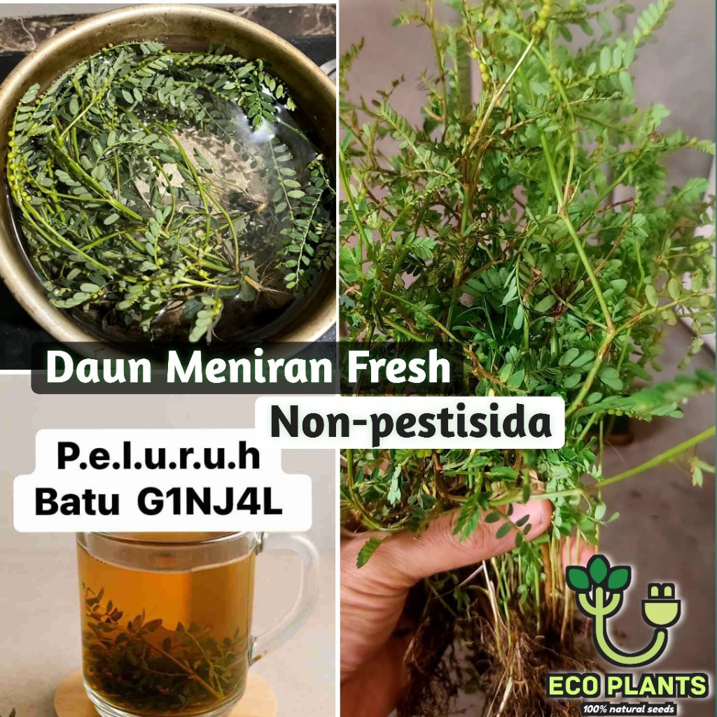 

Daun Meniran Segar 500gr Fresh Non-pestisida / Menira Peluluh b.a.t.u G1nj4l