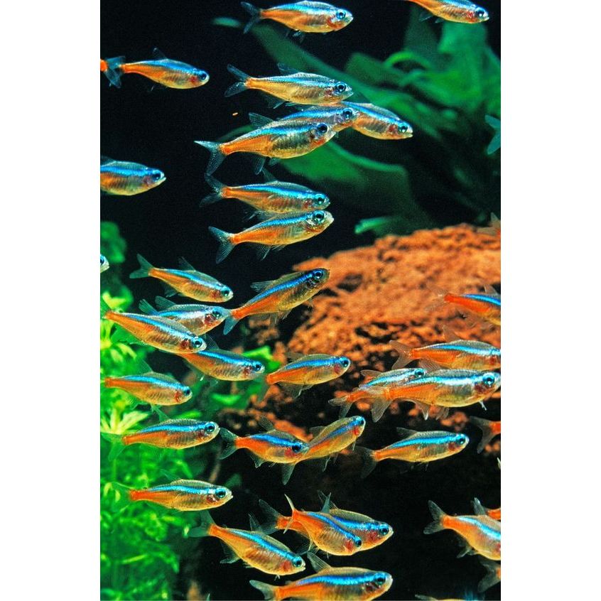 Paket 25 / 50 Ekor Neon Tetra / Ikan Hias Air Tawar / Ikan Aquascape