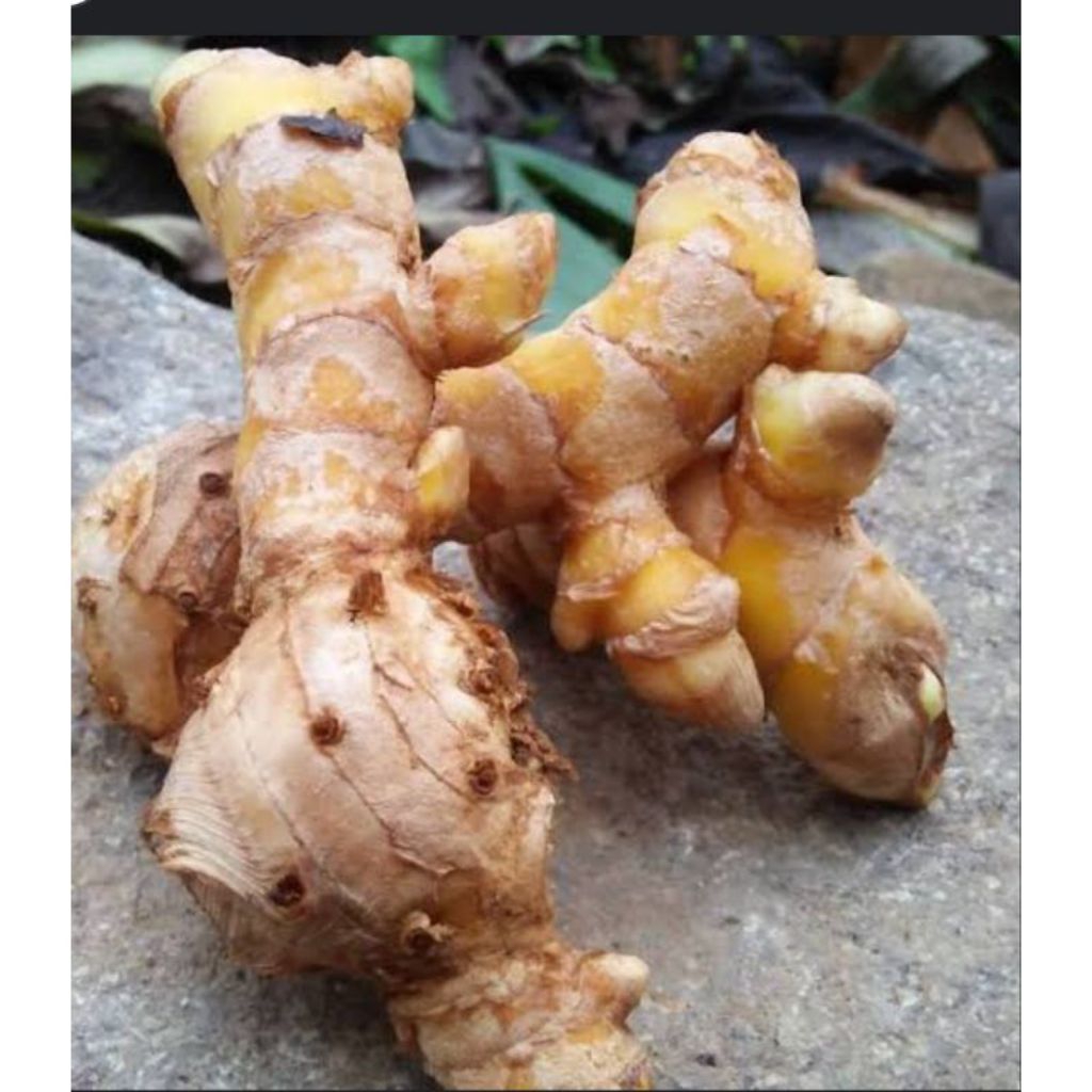 

1 kg Temu Glenyeh segar